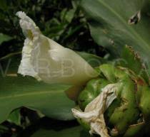 Image result for Costus dubius
