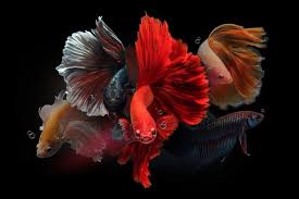 Siamese Fighting Fish Wall Mural Pixers We Live To Change Betta Fish Betta Fish Types Betta Fish Tattoo