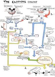 (a) schematic representation of coagulation cascade. 14 Coagulation Cascade Ideas Coagulation Cascade Medical Laboratory Medical Laboratory Science