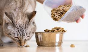 Bir Kedi Ne Kadar Kuru Yiyecek Verir 27 Fotograf Gunde Kac Gram Kedi Yemem Gerekir Tabloya Gore Gunluk Beslenme Oranlari