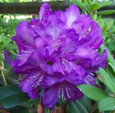 Rhododendron Purple Passion Purple Blooms With A Touch Of White Hardy To 10 F Degrees Grows To 7 Fee Shade Loving Shrubs Plants Under Trees Shade Plants