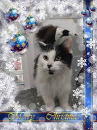 Cats Protection Warrington Cpwarrington Twitter