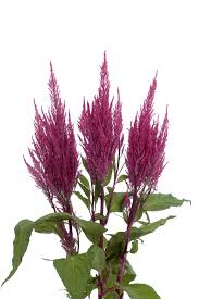 Image result for Celosia pandurata