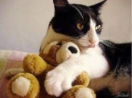 Tuxedo Cat Stuffed Animal Cute Baby Animals