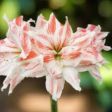 Image result for Hippeastrum