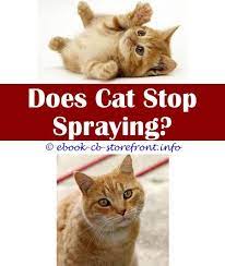 19 Irresistible Cat Spraying Pictures Cat Spray Male Cat Spraying Cat Pee