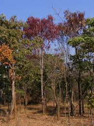 Image result for Brachystegia