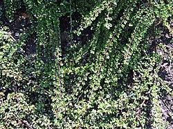 Image result for Cotoneaster microphyllus