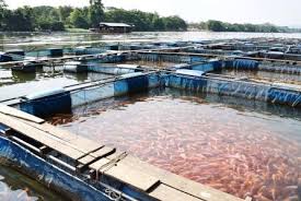 We did not find results for: Fish Farming Harmful To Humans Fish And Environment Amanprana