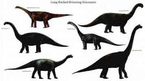 long necked browsing dinosaurs dinosaur images dinosaur wallpaper dinosaur