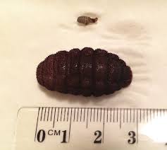 Image result for cuterebriasis in dogs