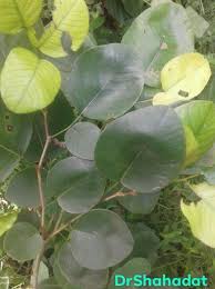 Image result for Carpolobia