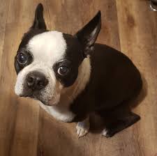 She is a boston terrier waiting for her loving companion. Boston Terrier South Texas Boston Terrier Rescue