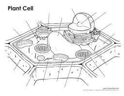 Blank Plant Cell Diagram Plant Cell Diagram Cell Diagram Plant Cell