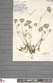 Image result for Marsilea villifolia