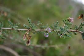 Image result for Ormocarpum trichocarpum