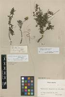 Image result for Monsonia angustifolia