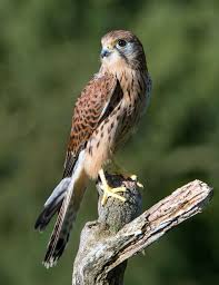 Birds Of Prey Common Sense Media Falcon Bird Pet Birds Animals Kestrel
