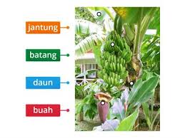 A) pisang b) anggur c) limau d) durian 2) apakah benda yang bukan penjodoh bilangan biji? Bahasa Melayu Kegunaan Pokok Pisang Sumber Pengajaran