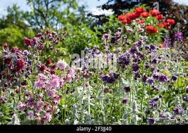 Image result for Aquilegia pompom mix