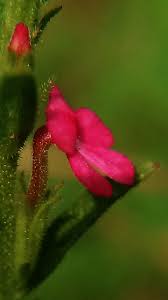 Image result for Striga asiatica