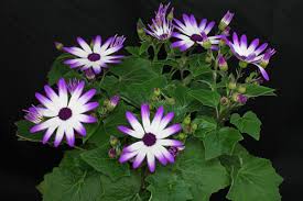 Image result for Pericallis