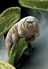 Nil Xmomentum Twitter Weird Animals Tardigrade Animals