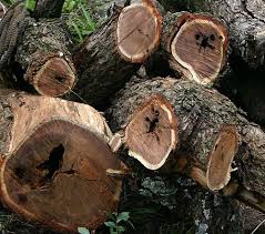 Image result for Acacia afra