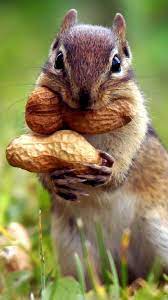 The Daily Cute Goin Nuts Baby Animals Pictures Cute Animals Animals Wild