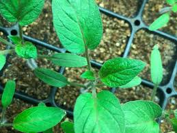 Brown tips on tomato leaves. Leaf Tips Are Starting To Turn Brown On My Indoor Tomato Seedlings