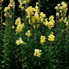 Image result for Antirrhinum