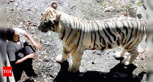 Game name or special characters free fire nickname. Tiger Kills 20 Year Old In Delhi Zoo Delhi News Times Of India
