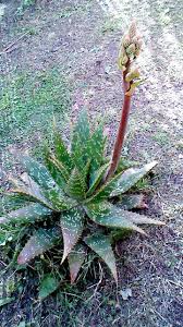 La flor de aloe vera está cobrando cada vez mayor interés entre los usuarios y también los además, la flor de aloe vera comparte también con el resto de la planta sus propiedades. Aloe Vera En Flor Es Del Jardin De Mi Casa En Primavera Sale Su Unica Flor Plants Flower Power Beautiful Space