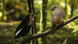 Some of the world's most majestic birds display delightfully captivating mating rituals, from flashy dancing to flaunting their colorful feathers. Dancing With The Birds Video 2019 Imdb