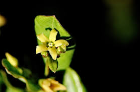 Image result for Cryptolepis oblongifolia