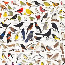Birds Of North America Poster Framed Birds Of North America Beautiful Birds Birds Rare Birds