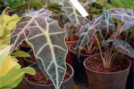 Also Known As Alocasia Polly African Mask Or Elephant S Ear Plant Complete Guide To Alocasia Amazoni Alocasia Plant Plant Care Houseplant Shade Garden Plants