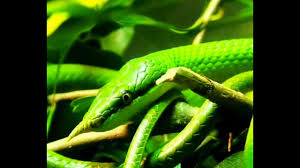 Biodiversity Hotspots Youtube