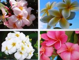 Amazon Com Set Of 4 100 Hawaiian Plumeria Frangipani Plant Cuttings From A Pest Free Certified Hawaiian Nurse Plant Cuttings Hawaiian Plumeria Plumeria
