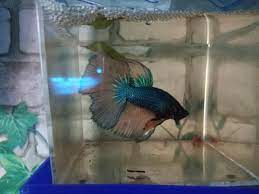 Betta fish philippines betta blog breeding part 2. For Sale Betta Fish Qc Manila Betta Fish Qc Philippines Facebook