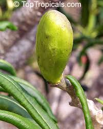 Image result for Pachycarpus firmus