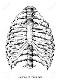 Of these, 35% were cervical ribs. Anatomy Of Human Ribs Hand Draw Vintage Clip Art Isolated On White Background Royalty Free Cliparts Vectors And Stock Illustration Image 111582049