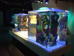 Maybe you would like to learn more about one of these? Calaquaria Com Custom Aquarium Fish Tanks