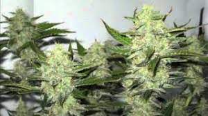 Manuals and user guides for aerogarden pro200. Aerogarden Ultra Led Grow Journal Page 2 Rollitup