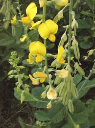Image result for Crotalaria pisicarpa