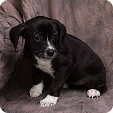 All of ridgewood's dachshund mixed puppies for sale go home with their puppy shots completed, as well our unique, written lifetime warranty see ridgewood kennels dachshund. Anna Il Rat Terrier Meet Tandy A Pet For Adoption