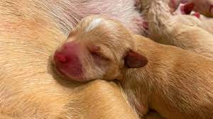Many breeds available, even puppies and kittens. Hope For Paws Home Facebook