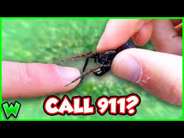 Image result for wolf spider bite skin