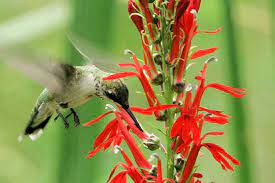 Their reason hummingbirds are drawn to the color red has nothing to do with the color. 10 Best Flowers For Attracting Hummingbirds
