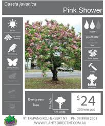 Image result for Maranthes